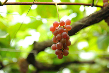 Wine Making - ワインづくり